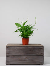 files/IndoorPlants-StudioShots13.11.2023-177.jpg